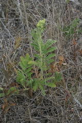 Potentilla lasiodonta