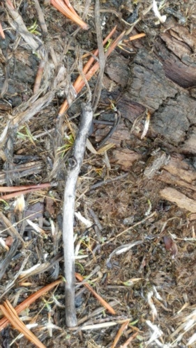 iNaturalist observation photo of Yosemite Toad