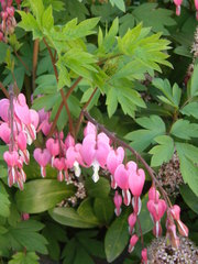 Lamprocapnos spectabilis