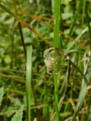 Micrommata virescens
