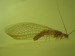 Dysochrysa furcata
