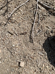 Trimerotropis californica