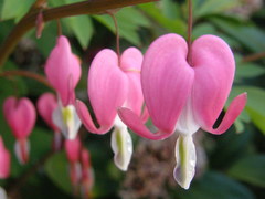 Lamprocapnos spectabilis