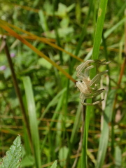 Micrommata virescens