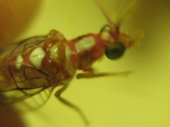 Dysochrysa furcata