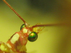 Dysochrysa furcata