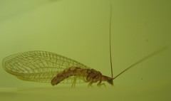 Dysochrysa furcata
