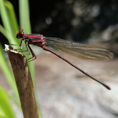 Argia funcki