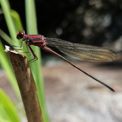Argia funcki