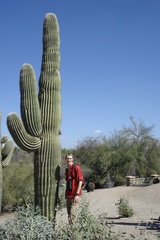 Carnegiea gigantea