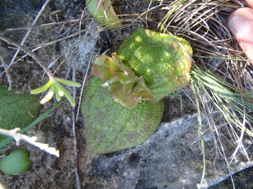 Massonia pustulata