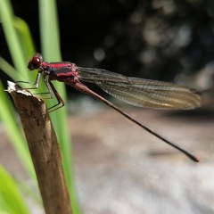 Argia funcki