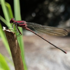 Argia funcki