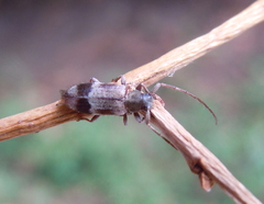 Exocentrus lusitanus