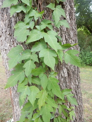 Toxicodendron radicans negundo