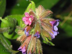 Pulmonaria longifolia