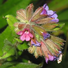 Pulmonaria longifolia