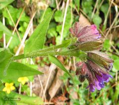 Pulmonaria longifolia
