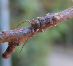 Exocentrus lusitanus