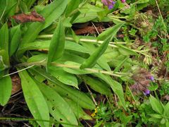 Pulmonaria longifolia