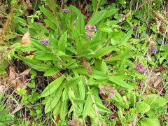 Pulmonaria longifolia