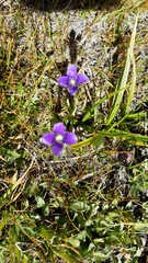 Gentianopsis holopetala