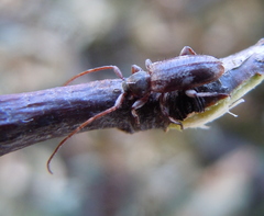 Exocentrus lusitanus