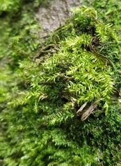 Plagiothecium succulentum