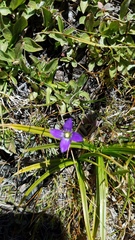 Gentianopsis holopetala