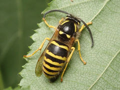 Dolichovespula sylvestris