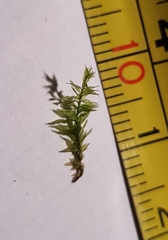 Plagiothecium succulentum