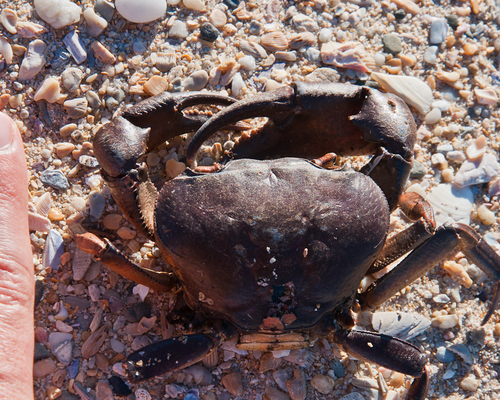 Potamonautes barnardi
