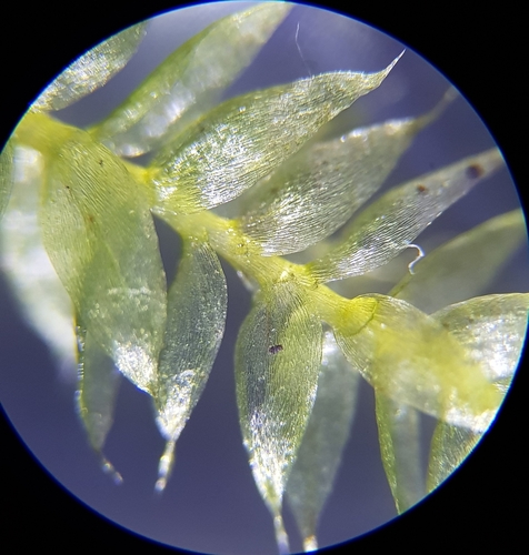 Image of Plagiothecium succulentum by (c) Helen Waterman, some rights reserved (CC BY)