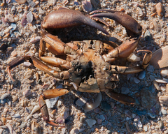 Potamonautes barnardi
