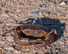Potamonautes barnardi