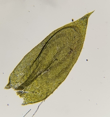 Plagiothecium succulentum