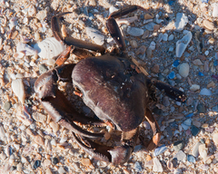Potamonautes barnardi
