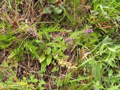 Pulmonaria longifolia