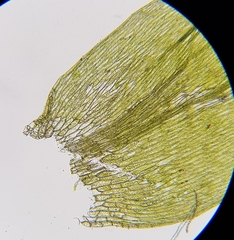 Plagiothecium succulentum