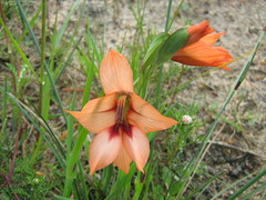 Gladiolus meliusculus