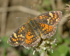 Phyciodes batesii
