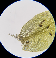 Plagiothecium succulentum