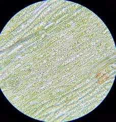 Plagiothecium succulentum