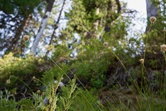 Calliscirpus criniger