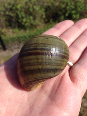Pomacea paludosa image