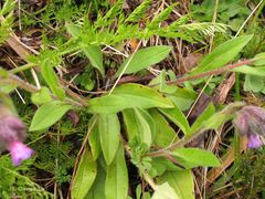 Pulmonaria longifolia