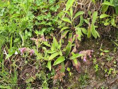 Pulmonaria longifolia