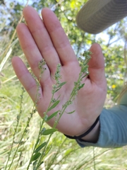 Chenopodium pratericola