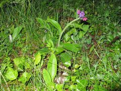 Pulmonaria longifolia