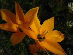 Ixia maculata